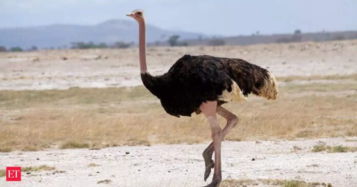 flightless birds: Surprising discovery reveals how giant flightless birds reached distant lands