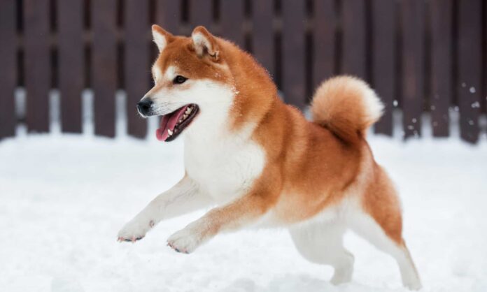 A Hidden Pattern On Dogecoin’s Chart Could Change Everything